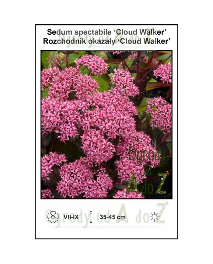 Sedum-spectabile-Cloud-Walker.jpg
