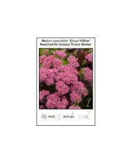 Sedum-spectabile-Cloud-Walker.jpg