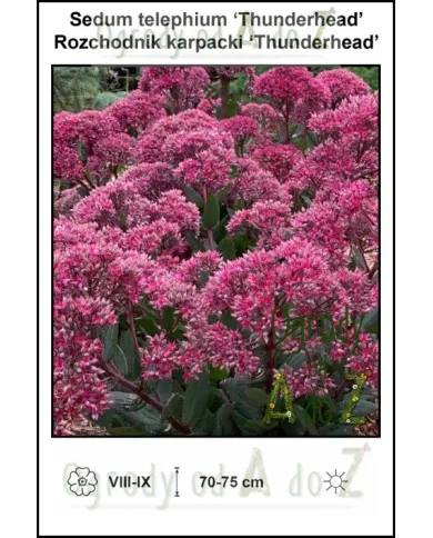 Sedum-telephium-Thunderhead.jpg
