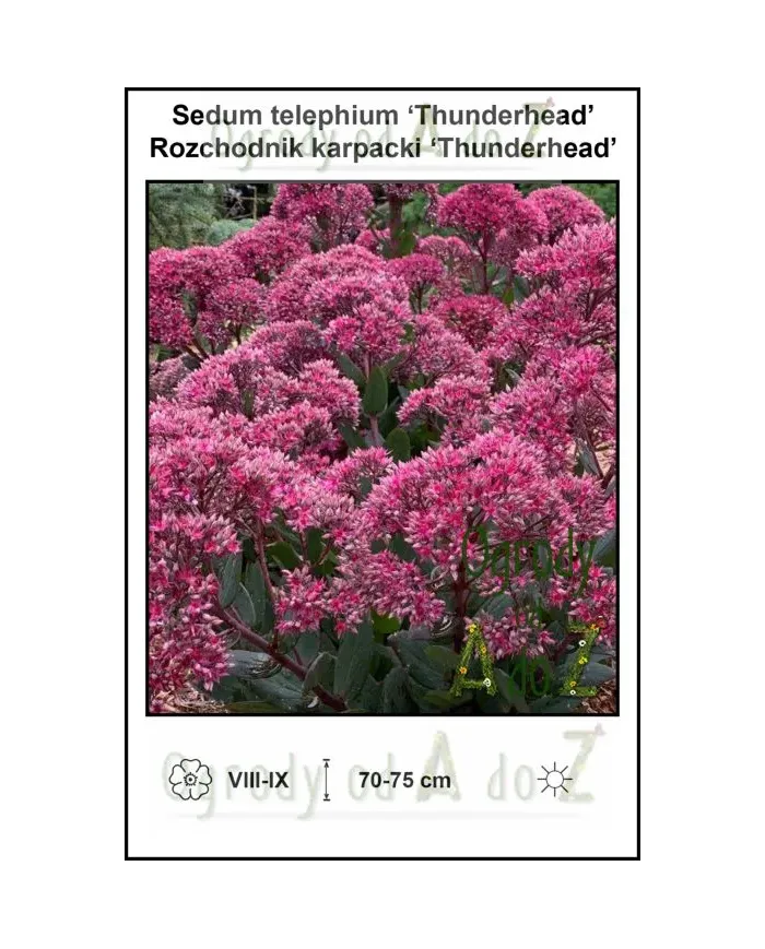 Sedum-telephium-Thunderhead.jpg