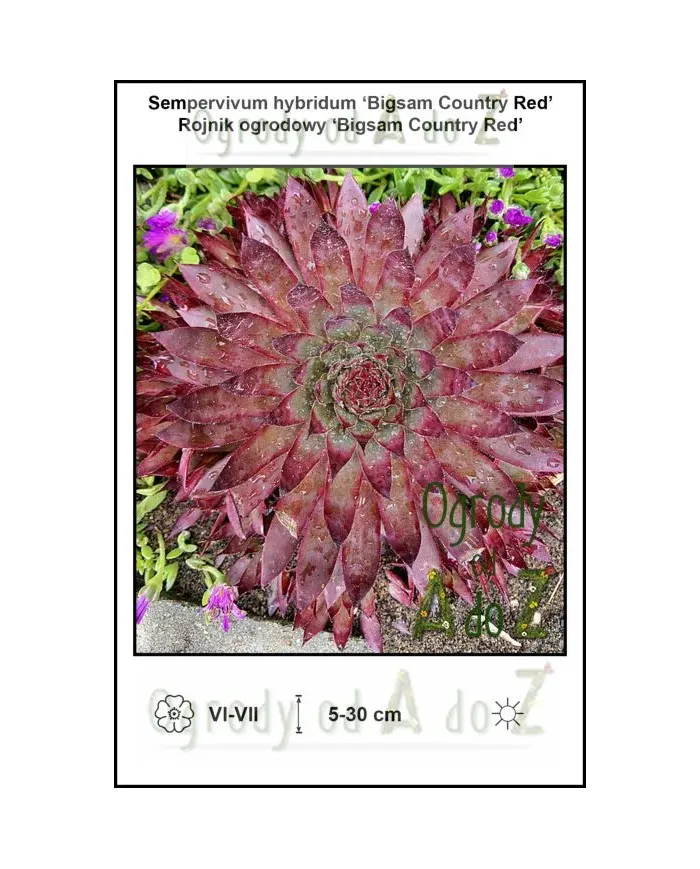 Sempervivum-hybridum-Bigsam-Country-Red.jpg