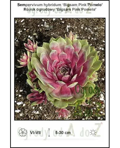 Sempervivum-hybridum-Bigsam-Pink-Pomelo.jpg