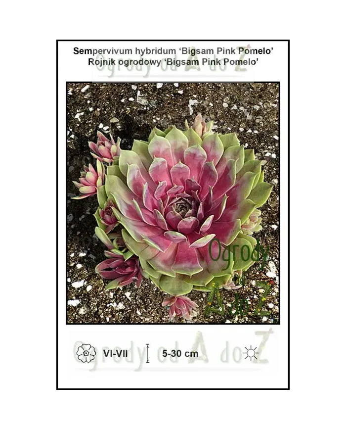 Sempervivum-hybridum-Bigsam-Pink-Pomelo.jpg