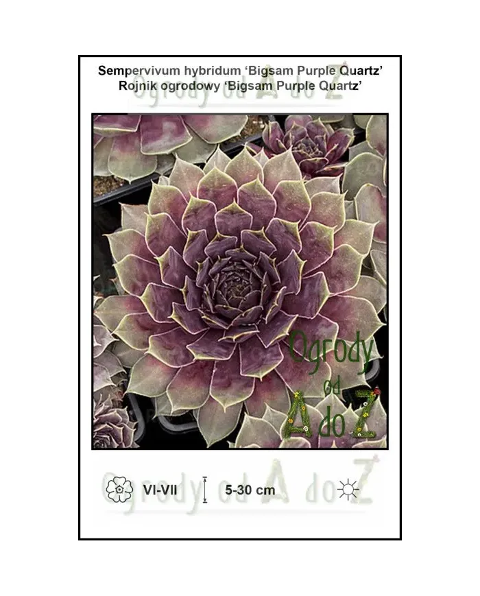 Sempervivum-hybridum-Bigsam-Purple-Quartz.jpg