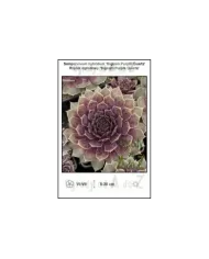 Sempervivum-hybridum-Bigsam-Purple-Quartz.jpg