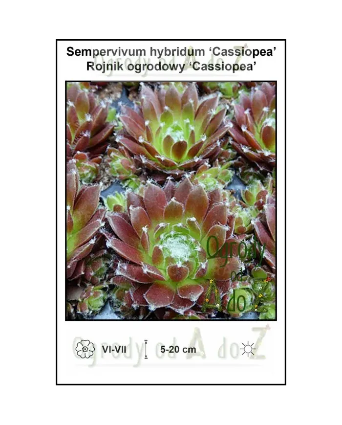 Sempervivum-hybridum-Cassiopea.jpg