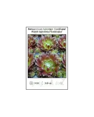 Sempervivum-hybridum-Cassiopea.jpg