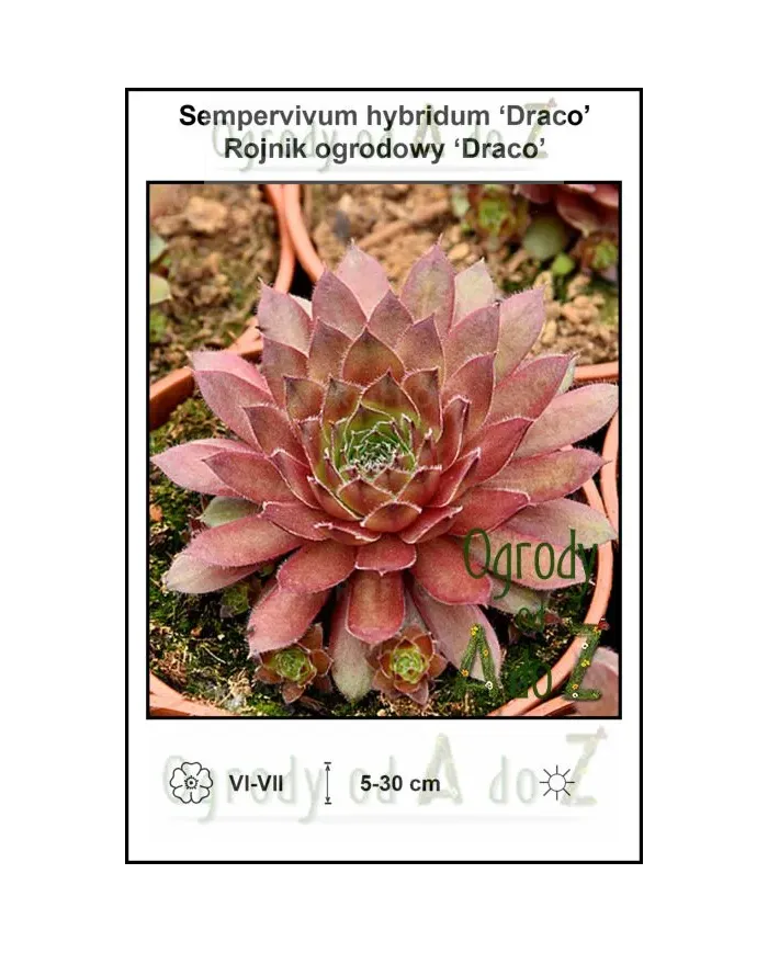 Sempervivum-hybridum-Draco.jpg