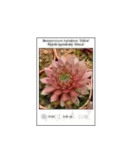 Sempervivum-hybridum-Draco.jpg
