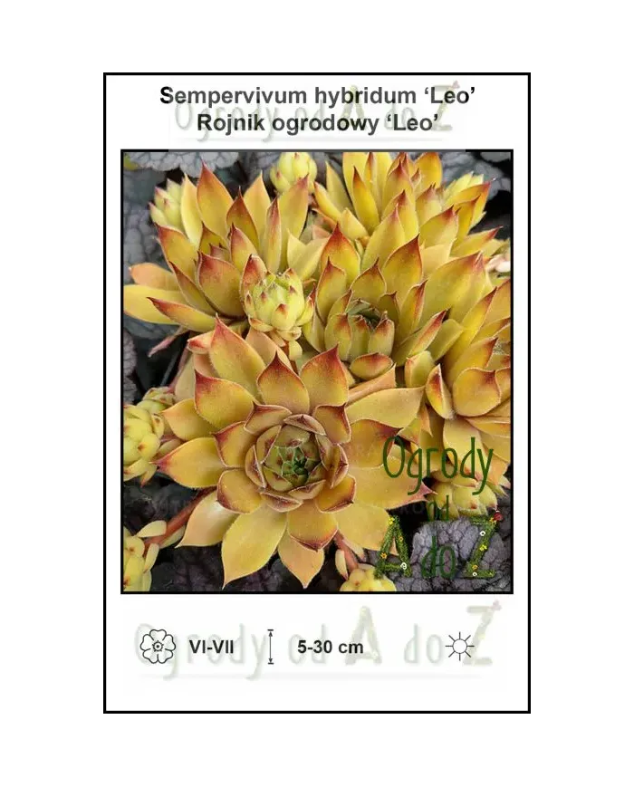 Sempervivum-hybridum-Leo.jpg