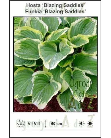 Hosta-Blazing-Saddles.jpg