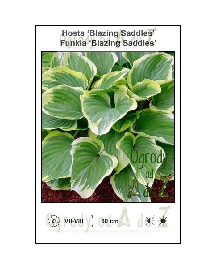 Hosta-Blazing-Saddles.jpg Hosta-Blazing-Saddles.jpg