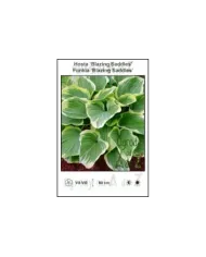 Hosta-Blazing-Saddles.jpg Hosta-Blazing-Saddles.jpg