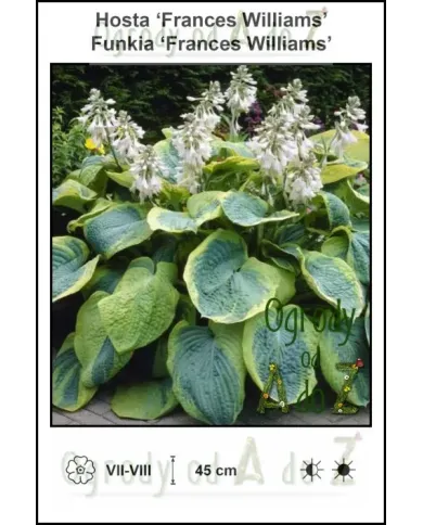 Hosta-Frances-Williams.jpg