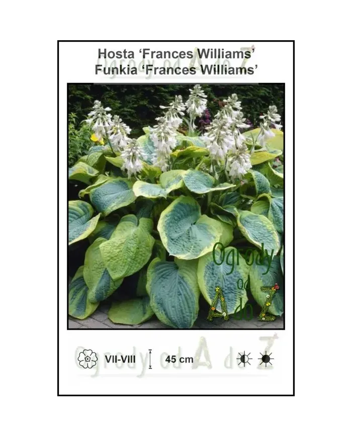 Hosta-Frances-Williams.jpg Hosta-Frances-Williams.jpg