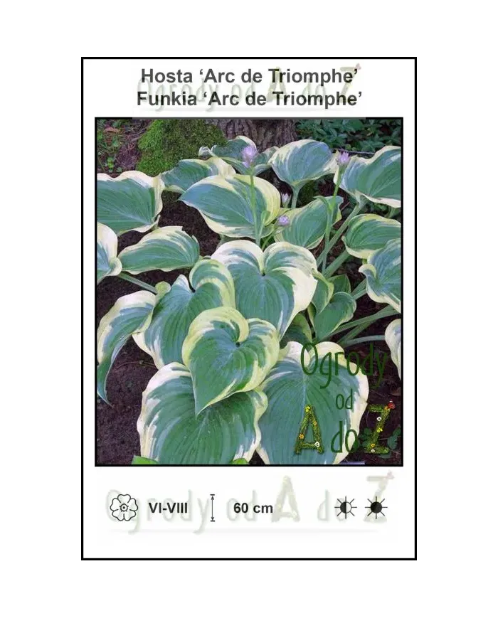 Hosta-Arc-de-Triomphe.jpg