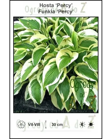Hosta-Percy.jpg