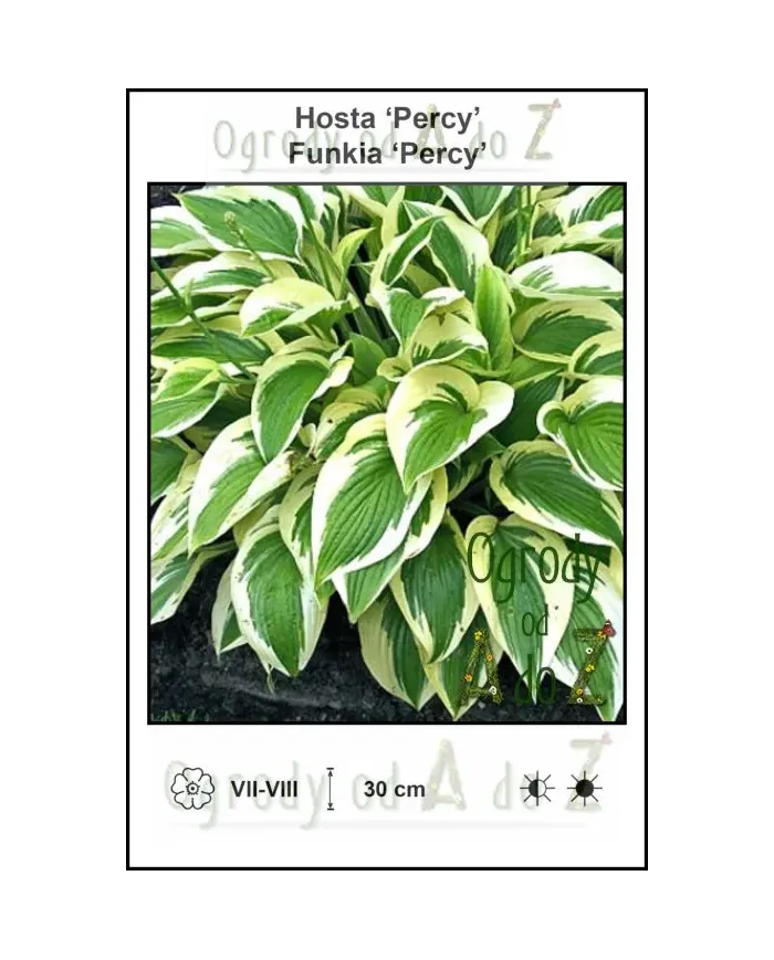 Hosta-Percy.jpg