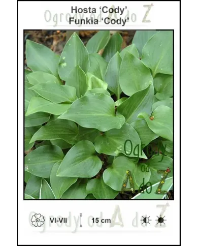 Hosta-Cody.jpg