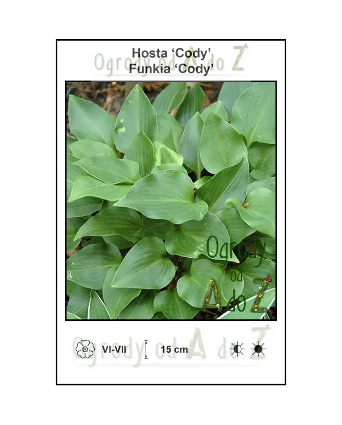Hosta-Cody.jpg