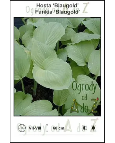 Hosta-Blaugold.jpg