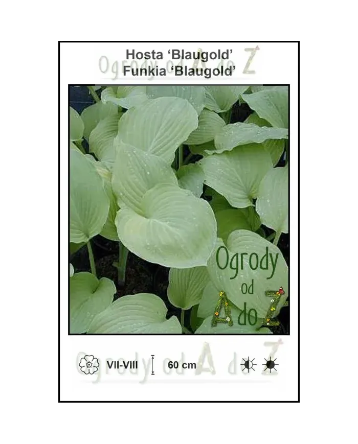 Hosta-Blaugold.jpg