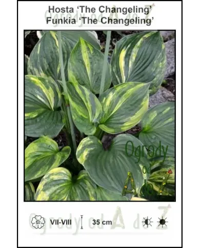 Hosta-The-Changeling.jpg