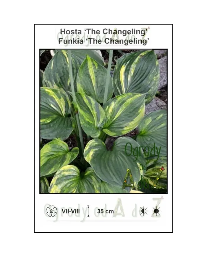 Hosta-The-Changeling.jpg