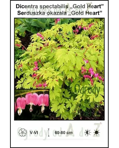 Dicentra-spectabilis-Gold-Heart.jpg