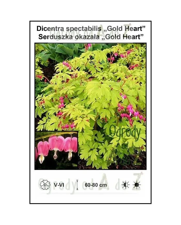 Dicentra-spectabilis-Gold-Heart.jpg
