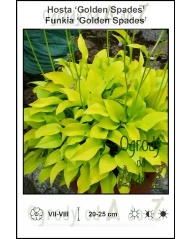 Hosta-Golden-Spades.jpg