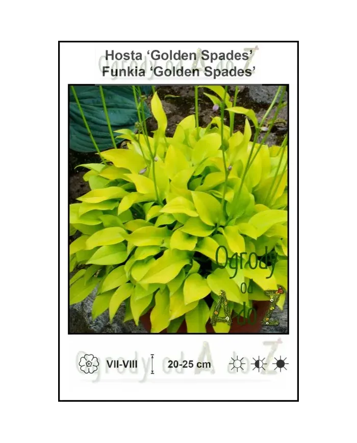 Hosta-Golden-Spades.jpg