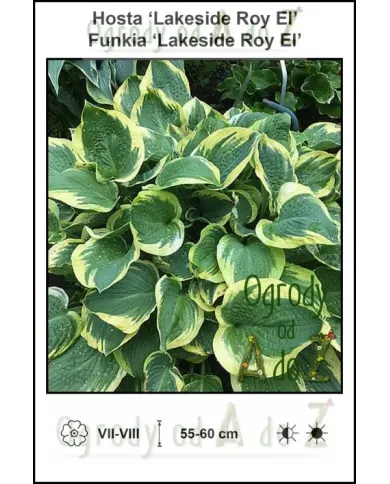Hosta-Lakeside-Roy-El.jpg