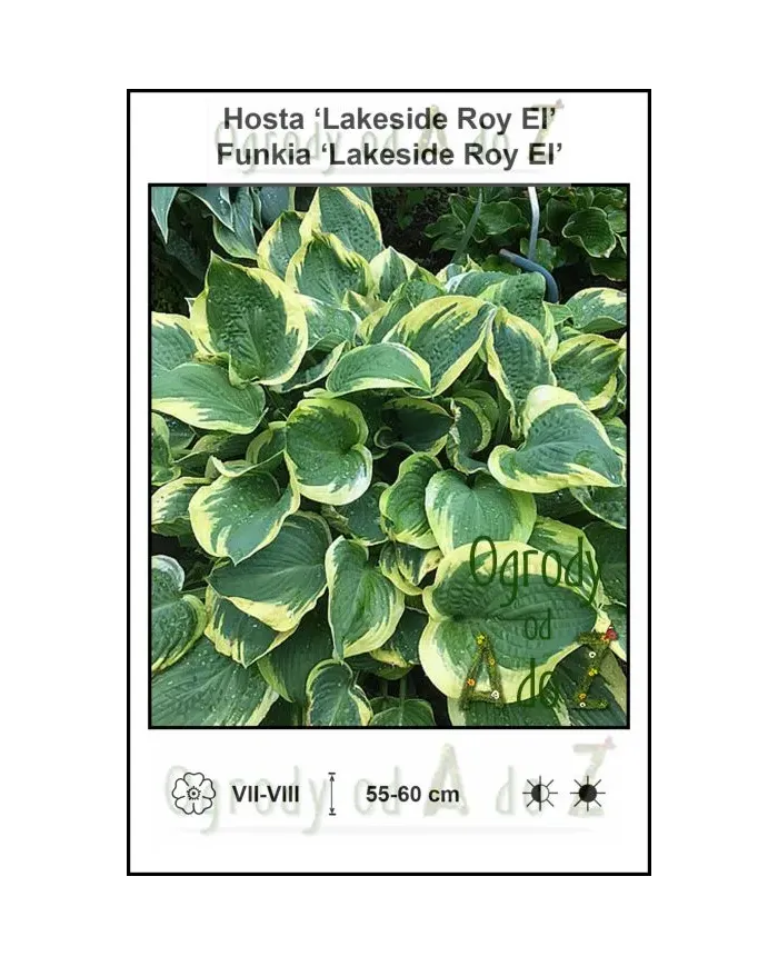 Hosta-Lakeside-Roy-El.jpg
