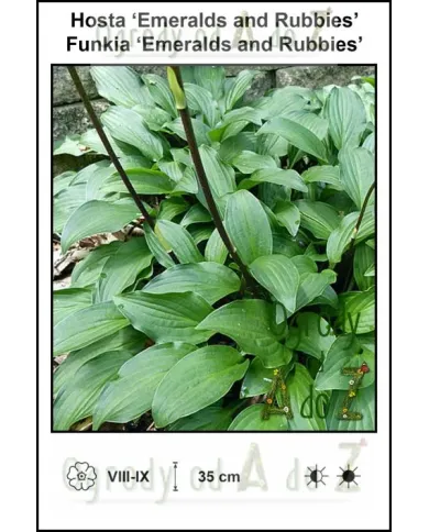 Hosta-Emeralds-and-Rubbies.jpg