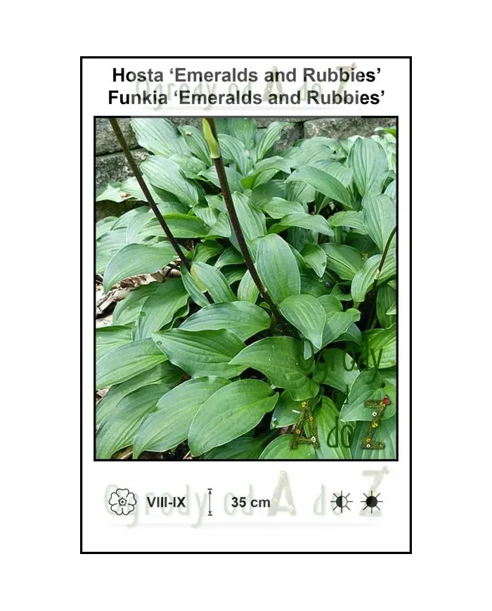 Hosta-Emeralds-and-Rubbies.jpg