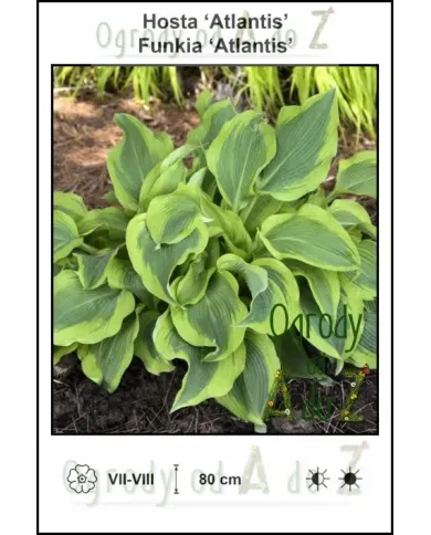 Hosta-Atlantis.jpg
