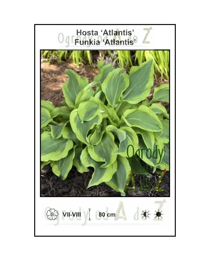 Hosta-Atlantis.jpg