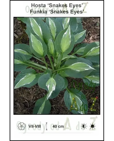 Hosta-Snakes-Eyes.jpg