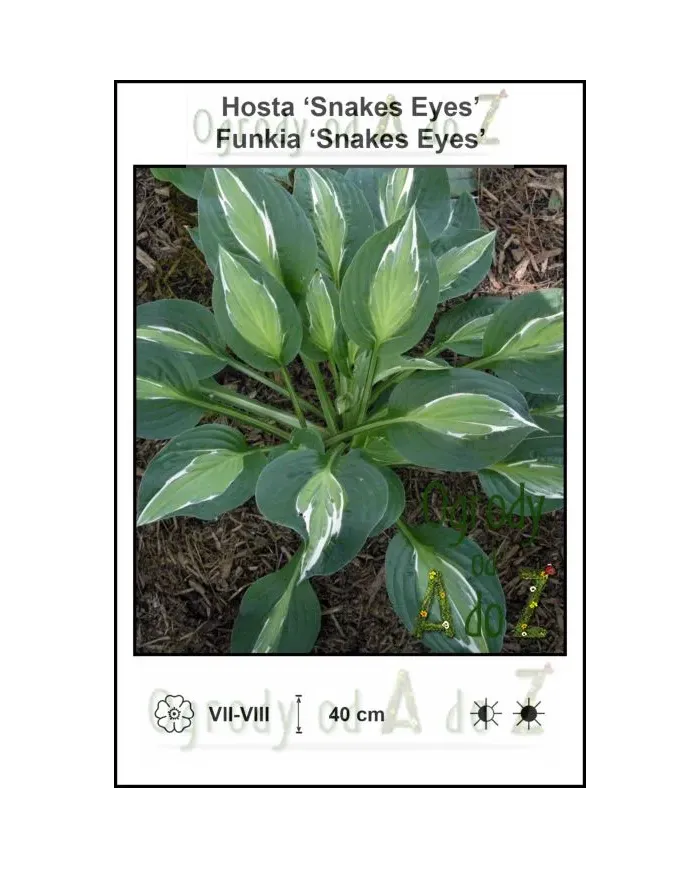 Hosta-Snakes-Eyes.jpg