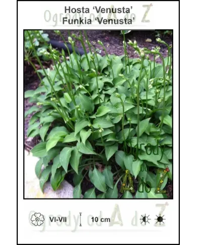 Hosta-Venusta.jpg Hosta-Venusta.jpg