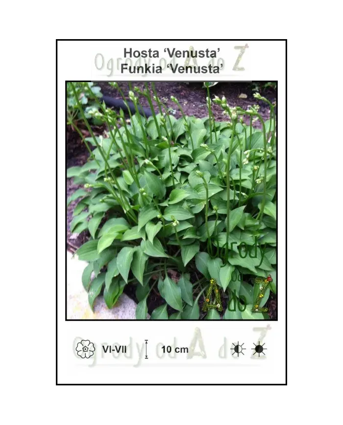 Hosta-Venusta.jpg