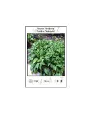 Hosta-Venusta.jpg