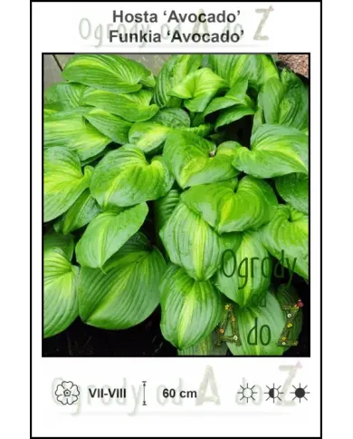 Hosta-Avocado.jpg