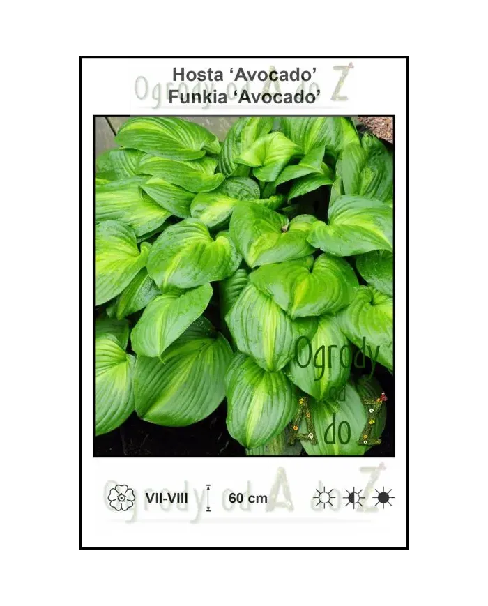 Hosta-Avocado.jpg