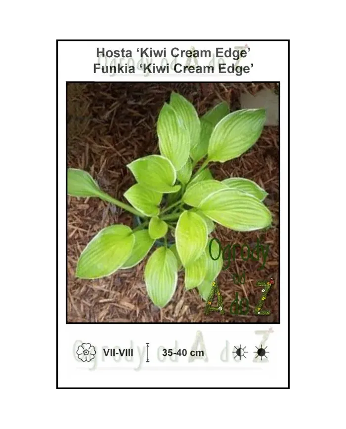 Hosta-Kiwi-Cream-Edge.jpg