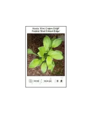 Hosta-Kiwi-Cream-Edge.jpg
