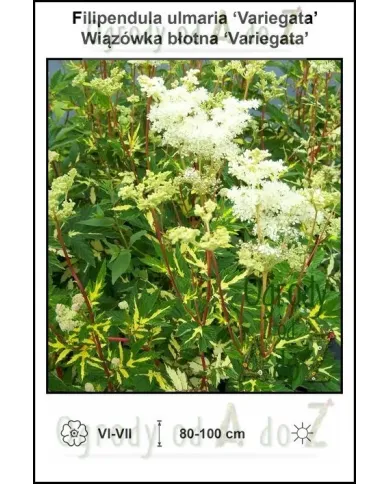 Filipendula-ulmaria-Variegata.jpg