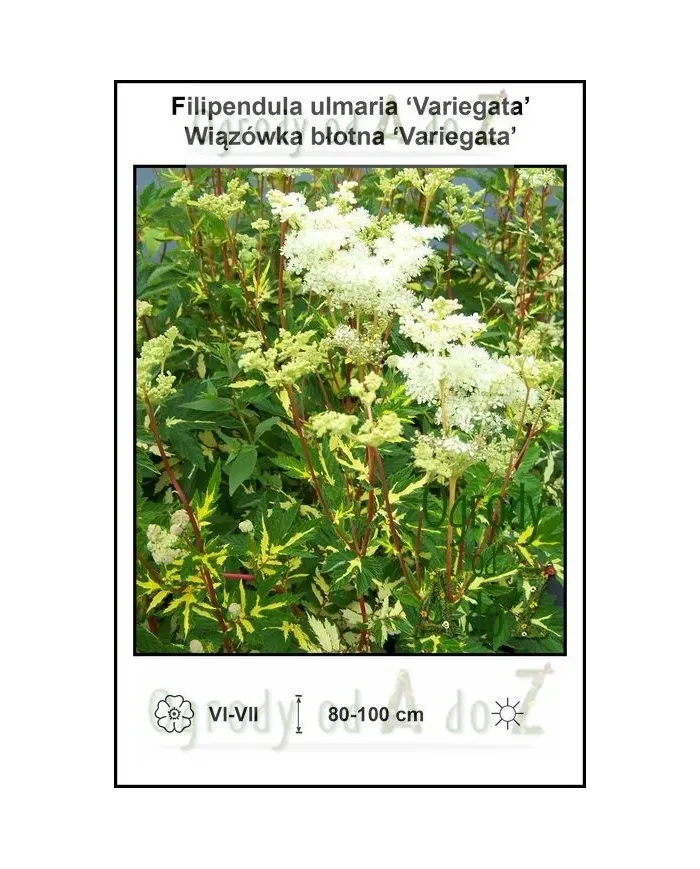 Filipendula-ulmaria-Variegata.jpg