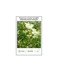 Filipendula-ulmaria-Variegata.jpg